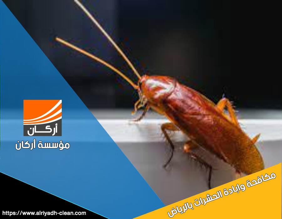 شركة مكافحة صراصير بالرياض تقدم خدمات متخصصة للقضاء على الحشرات باستخدام أحدث التقنيات والمواد الآمنة. احصل على بيئة نظيفة وصحية مع فريقنا المحترف. تواصل معنا الآن!